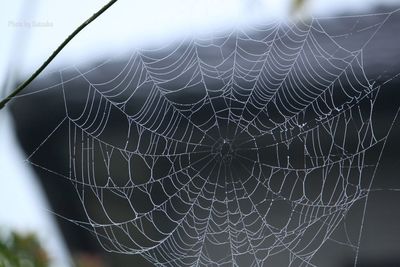 Close-up of spider web