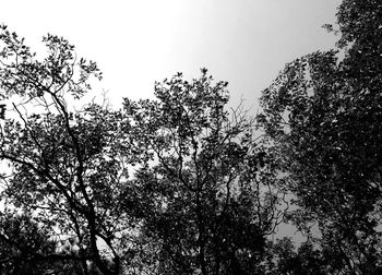 Low angle view of silhouette trees against sky