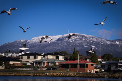 Low angle view of seagulls flying over buildings