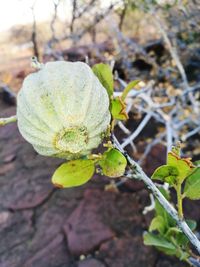 Close-up of fresh green plant