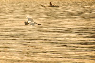 Birds flying over lake