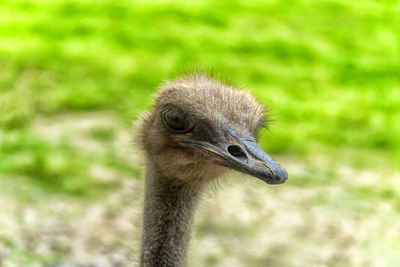 Close-up of a bird on field