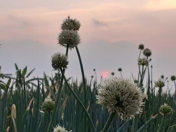 Close-up of thistle on field against sky during sunset