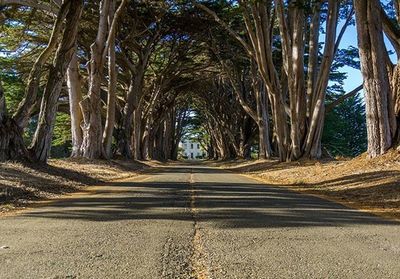 Road passing through trees