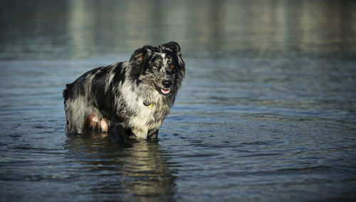 Close-up of bernese mountain dog standing in water