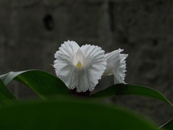 Close-up of flower blooming outdoors