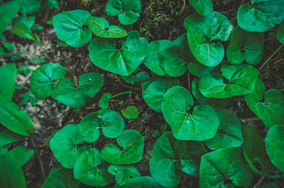 Green leaves, plants, nature, beauty