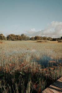 Scenic view of field against sky