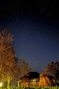 Low angle view of trees against star field