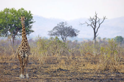 Giraffes walking on field against sky