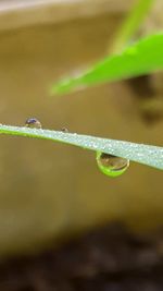Close-up of water drops on leaf