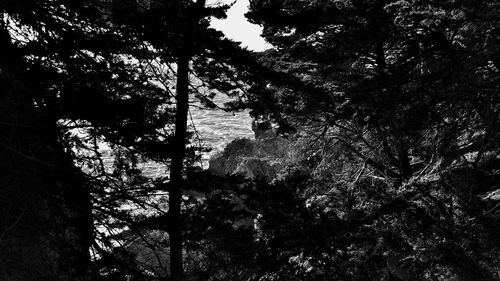 Low angle view of trees against sky