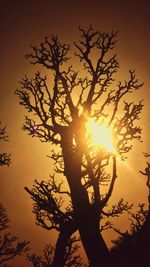 Silhouette tree against sunset sky