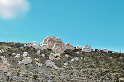 Close-up of shells on rocks against clear blue sky