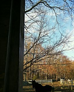 Bare trees against the sky