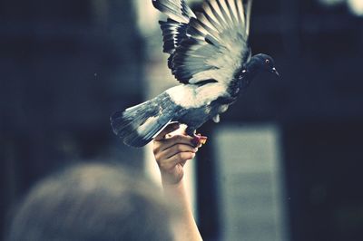 Cropped image of woman hand releasing pigeon
