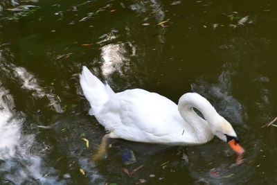 Bird swimming in lake