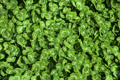 Full frame shot of plants