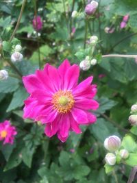 Close-up of pink flowers blooming outdoors