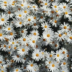 Full frame shot of white flowers blooming outdoors