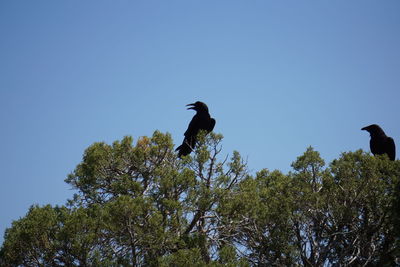 Low angle view of bird perching on tree against sky
