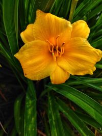 Close-up of yellow flowering plant