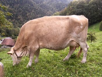 Side view of horse grazing on field