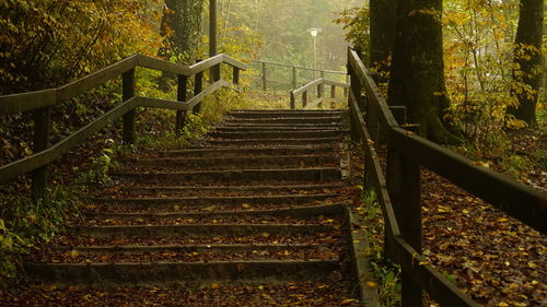 View of stairs in forest