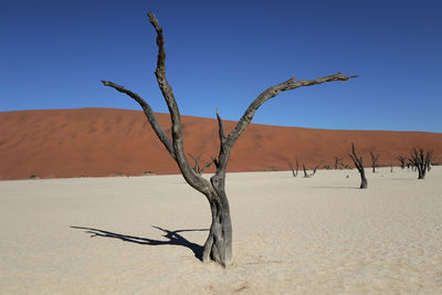 Bare tree on sand dune against clear sky