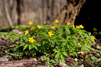 Close-up of yellow flowers blooming outdoors