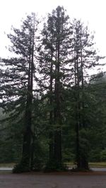 Trees in forest against sky