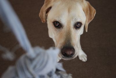 Close-up portrait of dog