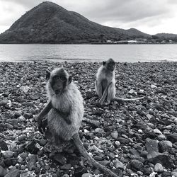 Sheep sitting on rock by sea against sky