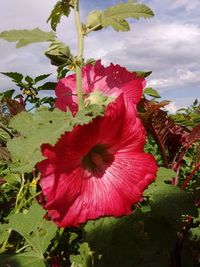 Close-up of red flower