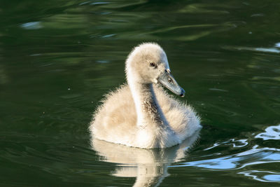 Cygnet swimming in lake