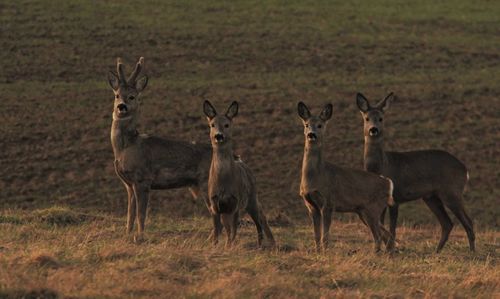 Portrait of deer standing on field