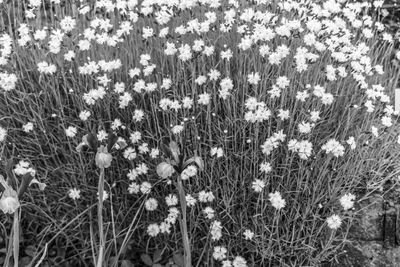 Full frame shot of plants growing on field