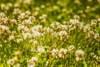 Close-up of white flowering plants on field