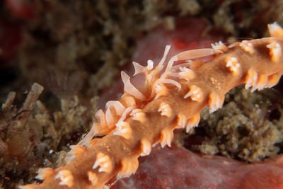 Close-up of coral in sea