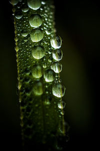Close-up of water drops on leaf against black background