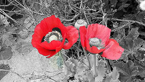 High angle view of red poppy flowers