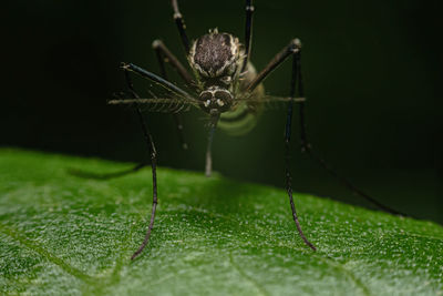 Aedes mosquitoes that are searching for food in the dark in the forest.