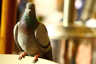 Close-up of parrot perching