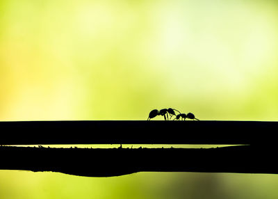 Low angle view of insect perching on a silhouette