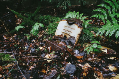 Plants and trees on field in forest