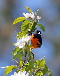 Low angle view of northern oriole perching on plant