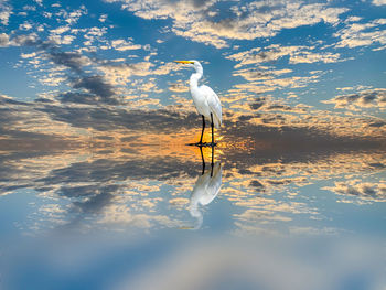 Bird in a lake