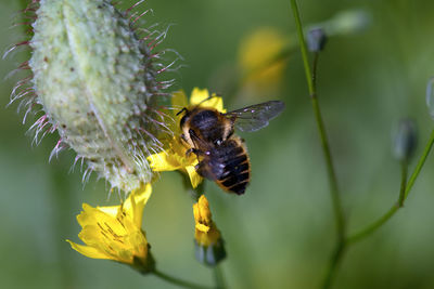 Close-up of bee pollinating on flower