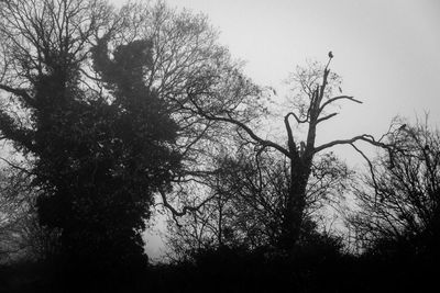 Low angle view of bare trees against sky