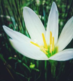 Close-up of day lily blooming outdoors